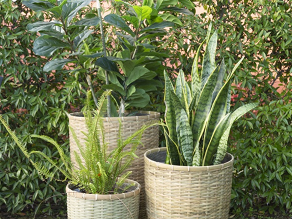 Elimina  Tall Pot Set